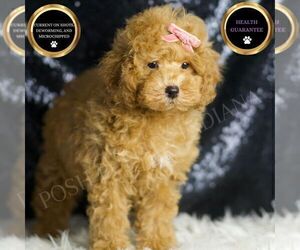 Medium Poodle (Toy)