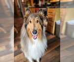LYNX - Male Collie Dog for Adoption - Small photo