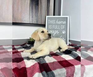 Labrador Retriever Puppy for sale in FRANKLIN, IN, USA