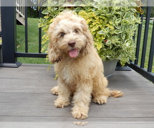 Cockapoo Puppy for sale in MILLERSBURG, OH, USA