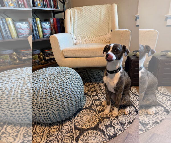 Medium Photo #2 Mutt Puppy For Sale in Greenville, SC, USA