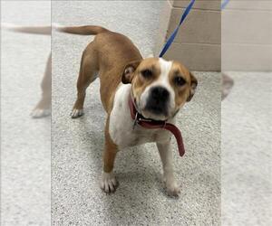 Mutt Dogs for adoption in Conroe, TX, USA