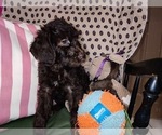Small Photo #51 Australian Labradoodle Puppy For Sale in W FIELD, NC, USA