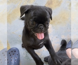 Pug Puppy for sale in DAYTONA BEACH, FL, USA