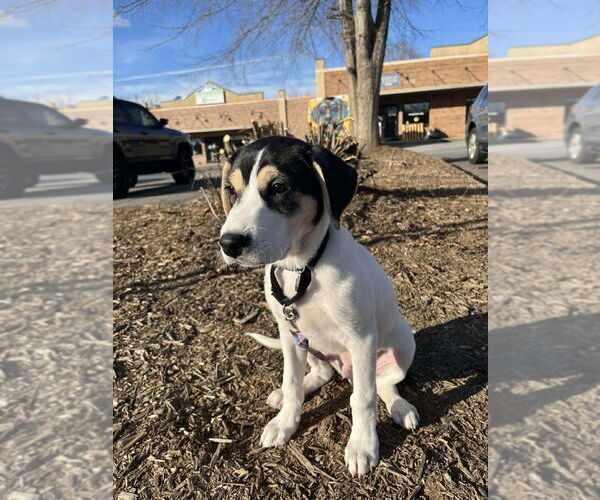 Medium Photo #2 Mutt Puppy For Sale in Candler, NC, USA