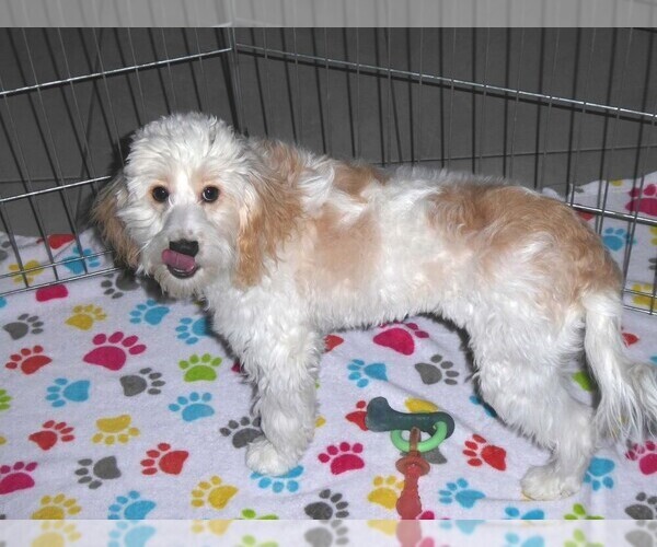 Medium Photo #18 Cavapoo-Poodle (Miniature) Mix Puppy For Sale in ORO VALLEY, AZ, USA