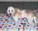 Small #17 Cavapoo-Poodle (Miniature) Mix