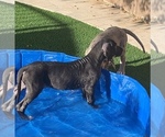 Small Photo #22 Great Dane Puppy For Sale in MARICOPA, AZ, USA