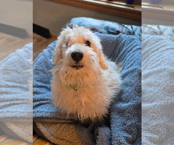 Medium Photo #1 Maltese-Unknown Mix Puppy For Sale in New London, WI, USA