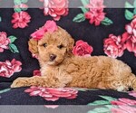 Small Photo #5 Poodle (Toy) Puppy For Sale in LINCOLN UNIV, PA, USA