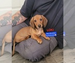 Small #1 Dachshund