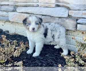 Australian Shepherd Puppy for sale in LODA, IL, USA