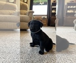 Small Photo #7 Labrador Retriever Puppy For Sale in WESTBY, WI, USA