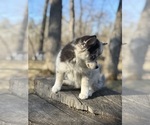 Small #12 Alaskan Klee Kai-Pomsky Mix