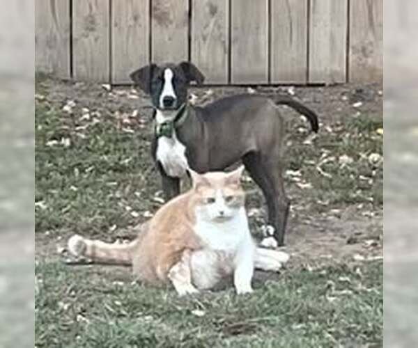 Medium Photo #17 Mutt Puppy For Sale in Mount Laurel, NJ, USA