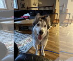 Small #10 Alaskan Malamute Mix