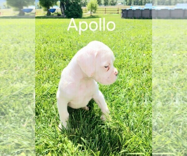 Medium Photo #2 Boxer Puppy For Sale in AFTON, WY, USA