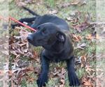 Small #3 Catahoula Leopard Dog-Labrador Retriever Mix