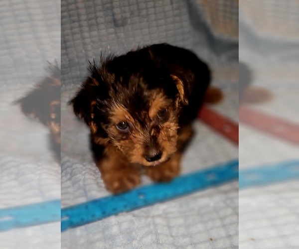 Medium Photo #117 Yorkshire Terrier Puppy For Sale in AKRON, OH, USA