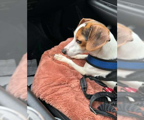 Medium Photo #5 Cheagle Puppy For Sale in Arlington, WA, USA