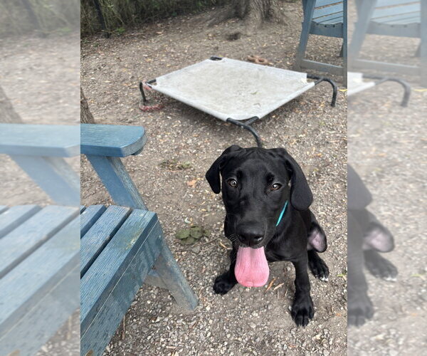 Medium Photo #1 Labrador Retriever-Unknown Mix Puppy For Sale in Elmsford, NY, USA
