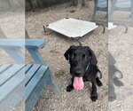 Small Labrador Retriever Mix