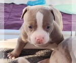 Small Photo #24 American Bully Puppy For Sale in COUDERSPORT, PA, USA
