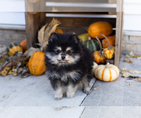 Medium Photo #3 Pomeranian Puppy For Sale in NAPPANEE, IN, USA
