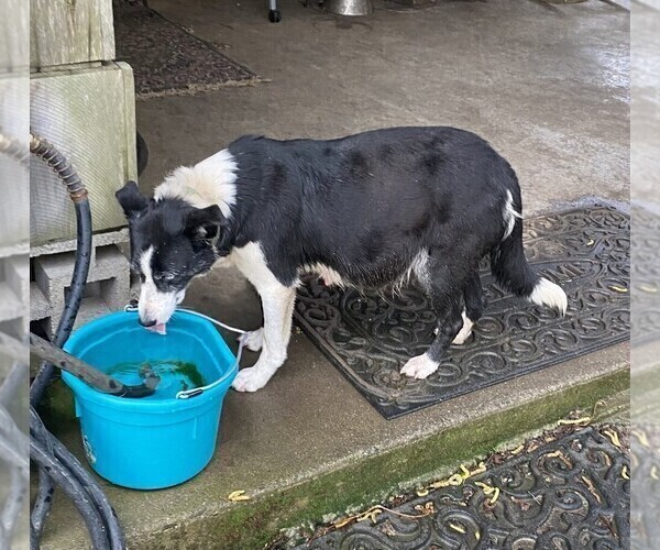 Medium Photo #1 Border Collie Puppy For Sale in BANDON, OR, USA
