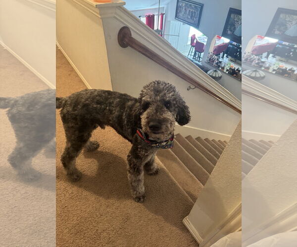 Medium Photo #1 Aussiedoodle Puppy For Sale in McKinney, TX, USA