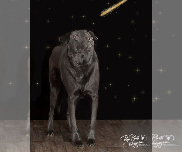 Medium Photo #2 Labrador Retriever Puppy For Sale in Claremore, OK, USA