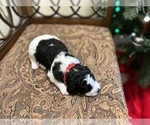 Small Photo #5 Bernedoodle-Poodle (Standard) Mix Puppy For Sale in DANVILLE, KY, USA