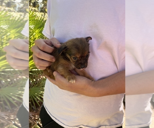 Medium Photo #4 Chihuahua-Chorkie Mix Puppy For Sale in SAINT AUGUSTINE, FL, USA