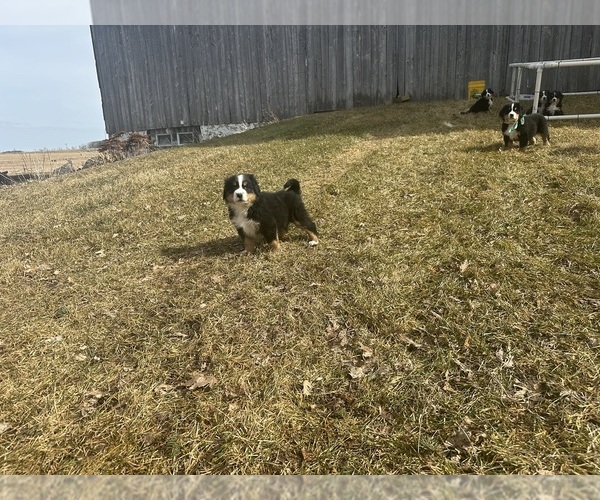 Medium Photo #6 Bernese Mountain Dog Puppy For Sale in ATHENS, WI, USA