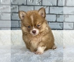 Small #8 Pomeranian