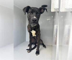 American Pit Bull Terrier-Unknown Mix Dogs for adoption in Houston, TX, USA