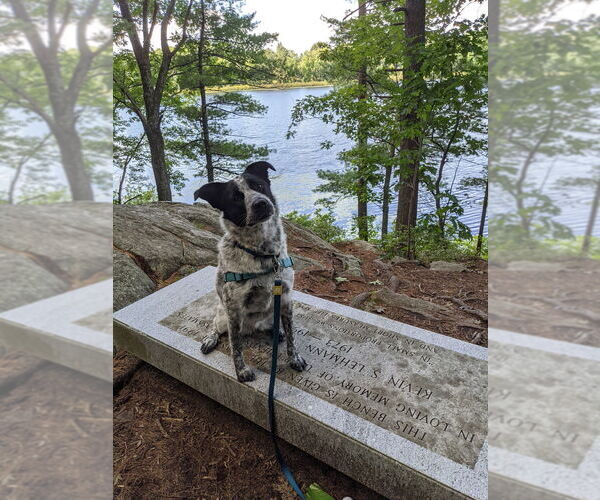 Medium Photo #2 Border Collie-Unknown Mix Puppy For Sale in Brewster, NY, USA