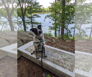 Pepper (NY) - Female Border Collie-Unknown Mix Dog for Adoption - Photo #2