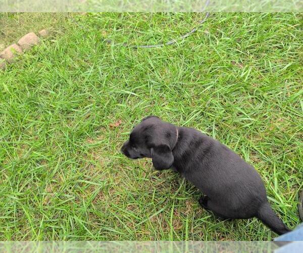 Medium Photo #6 Labrador Retriever Puppy For Sale in EDINBURG, VA, USA