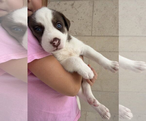 Medium Photo #3 Australian Shepherd-Unknown Mix Puppy For Sale in The Woodlands, TX, USA