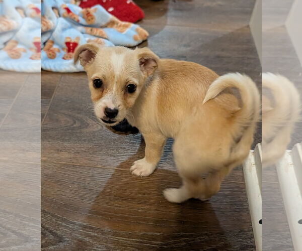 Medium Photo #2 Shih Tzu Puppy For Sale in The Woodlands, TX, USA