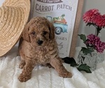 Puppy Echo Poodle (Miniature)