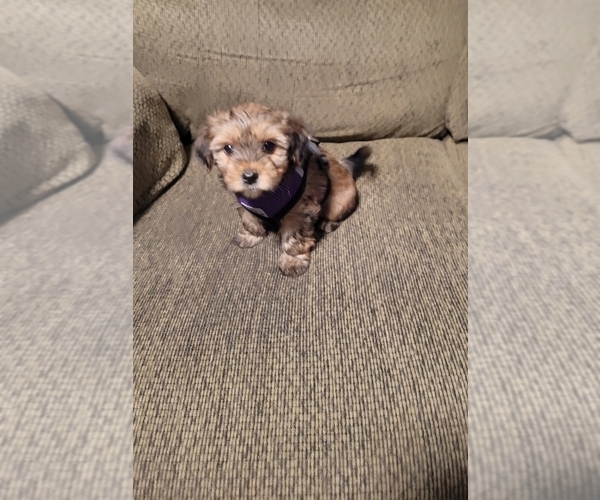 Medium Photo #5 Morkie Puppy For Sale in LOS LUNAS, NM, USA
