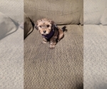 Small Photo #5 Morkie Puppy For Sale in LOS LUNAS, NM, USA