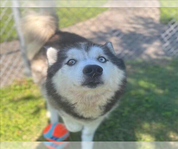Medium Photo #2 - Mix Puppy For Sale in Texas City, TX, USA