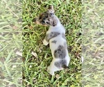Small Photo #20 Jack Russell Terrier Puppy For Sale in FORT PIERCE, FL, USA