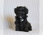 Small #4 Poodle (Miniature)-Whoodle Mix