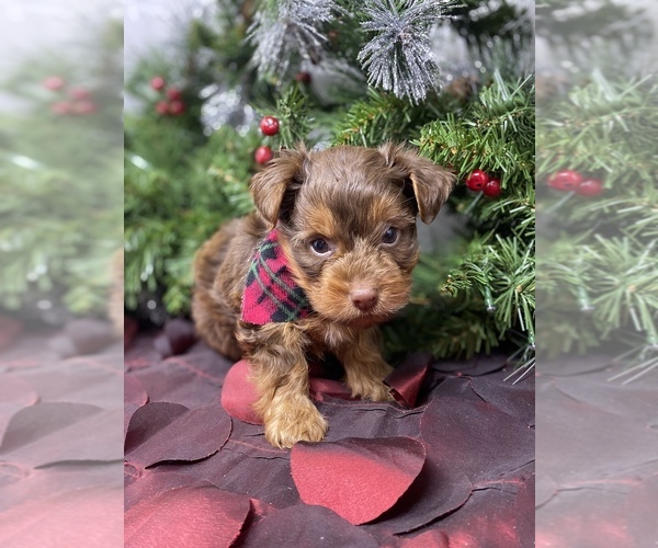 Medium Photo #2 Shorkie Tzu-Yorkshire Terrier Mix Puppy For Sale in SELLERSBURG, IN, USA