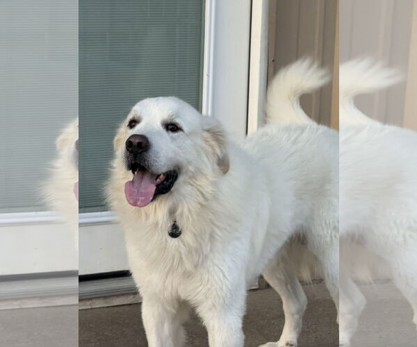 Medium Photo #5 Great Pyrenees Puppy For Sale in Spring, TX, USA