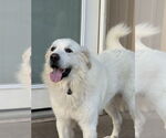 Small #4 Great Pyrenees